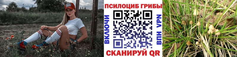 Купить  Порхов  Псилоцибиновые грибы прущие грибы 